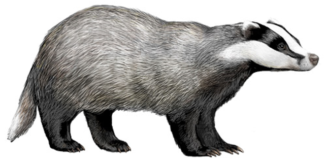 Badger